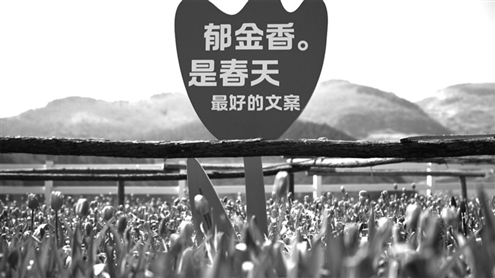 红叶柿岩景区的郁金香将迎来最佳观赏季